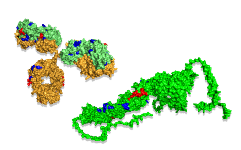 Epitope mapping by oxidative labelling - Ovodan Biotech Epitope Mapping 768x480 